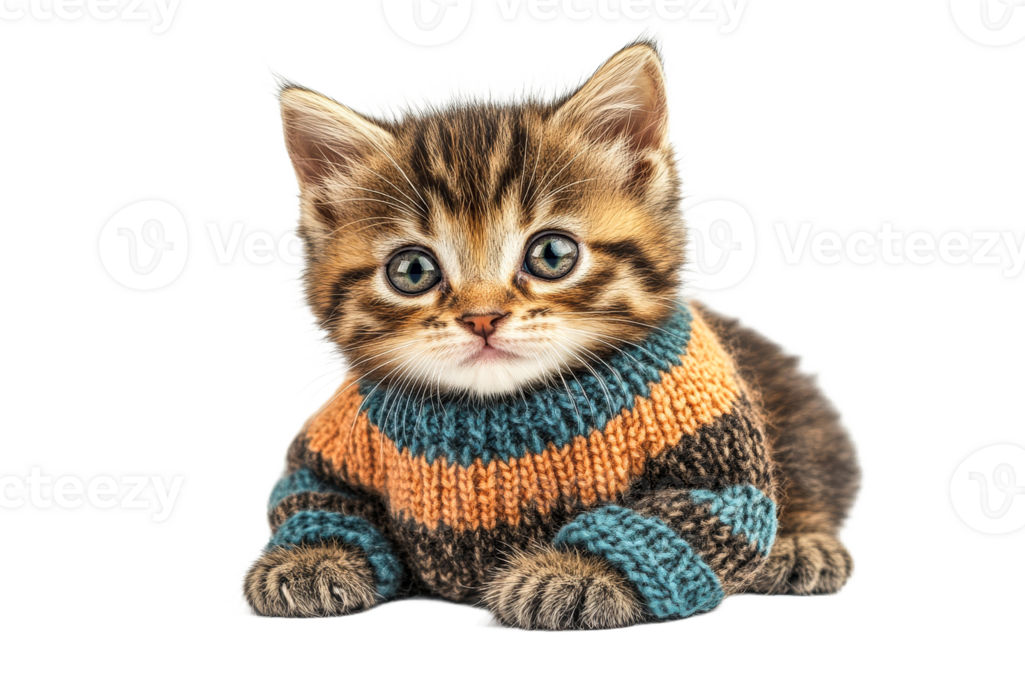 Cute kitten wearing a knitted sweater with a playful look png