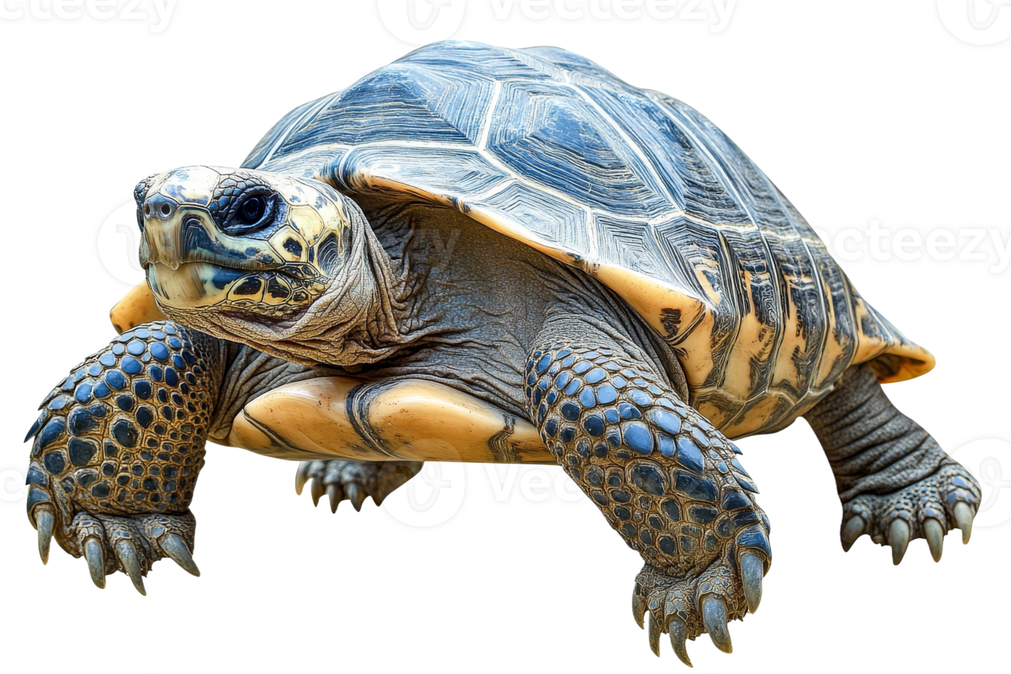 Tortoise crawling on transparent background png