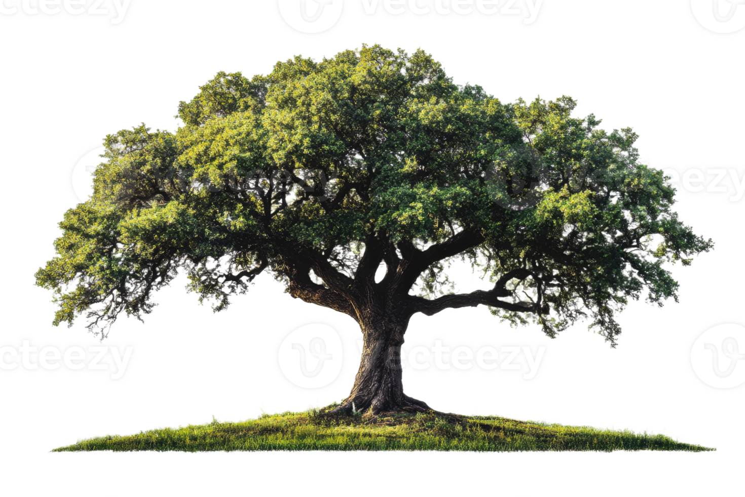 Large oak tree with lush green foliage on grass png