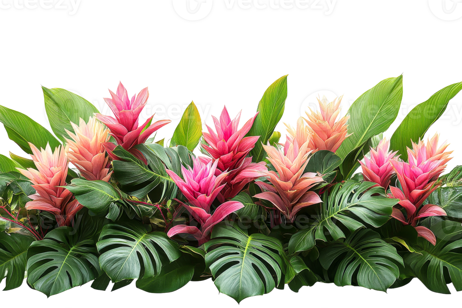 Lush tropical plants showcase bright pink and green foliage png