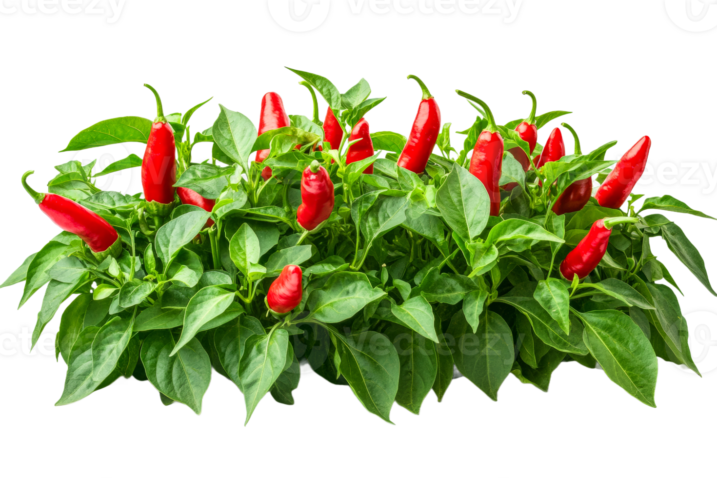 Red chili peppers growing in lush green plants png
