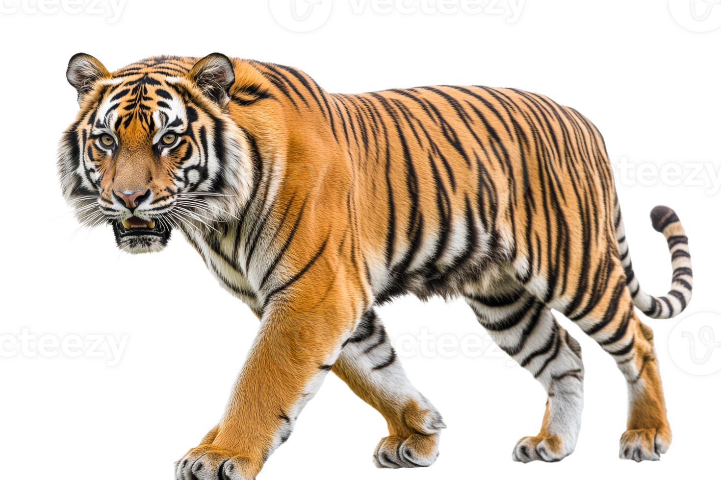 Striped tiger walking on a transparent background png