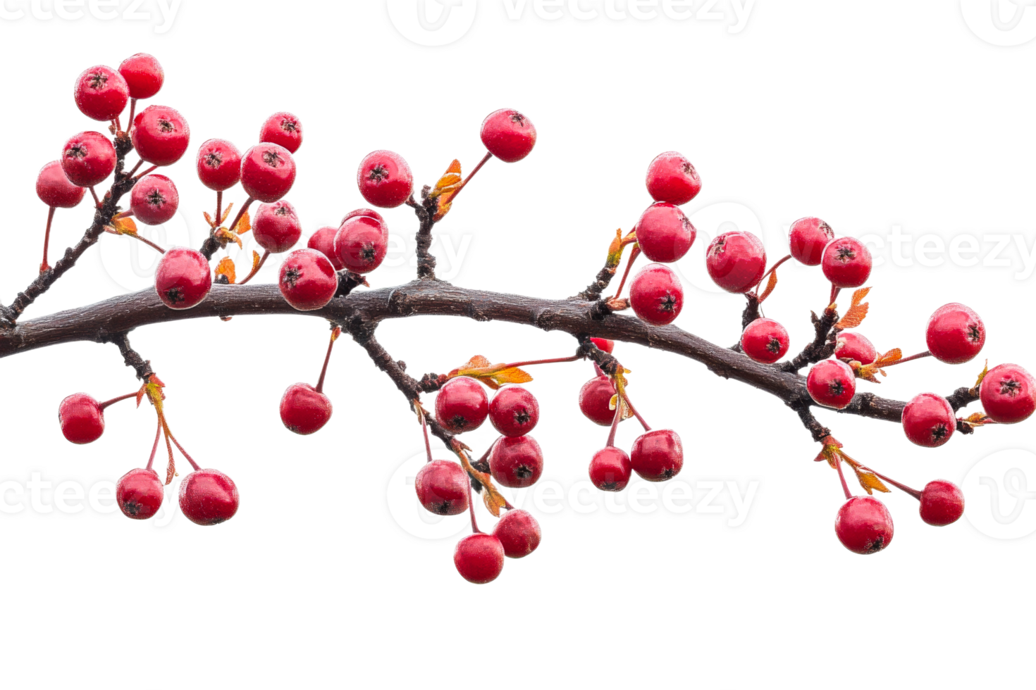 Red berries on branch with transparent background png