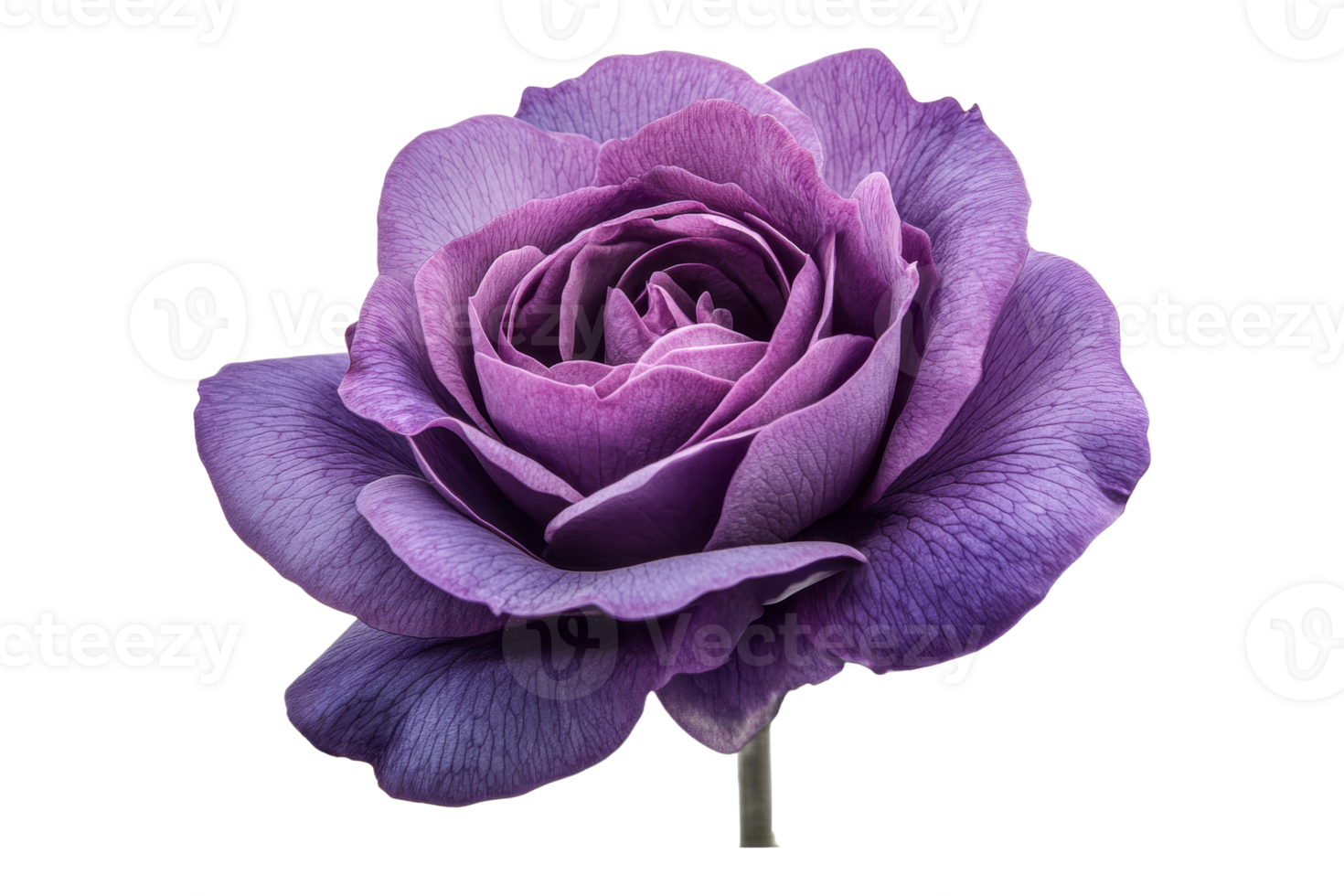Beautiful purple rose with intricate petals and detail png