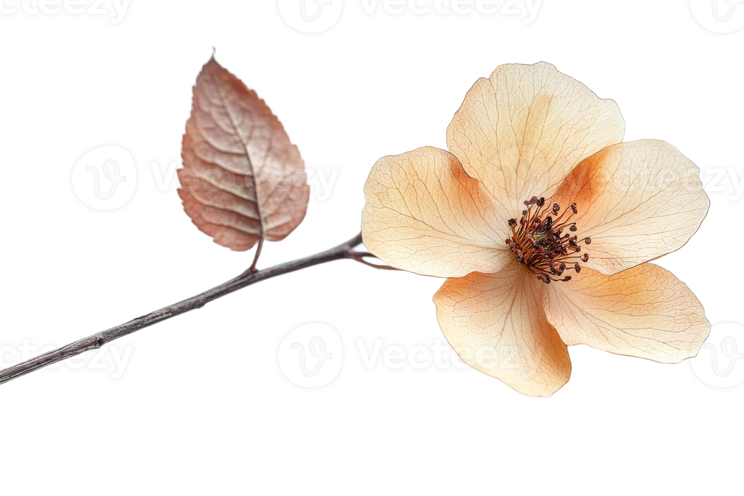 Delicate flower stem with soft peach petals and leaf png