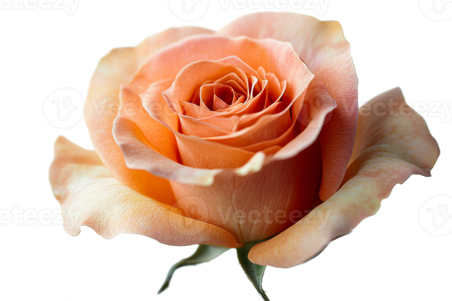 Peach rose with delicate petals on clear background png
