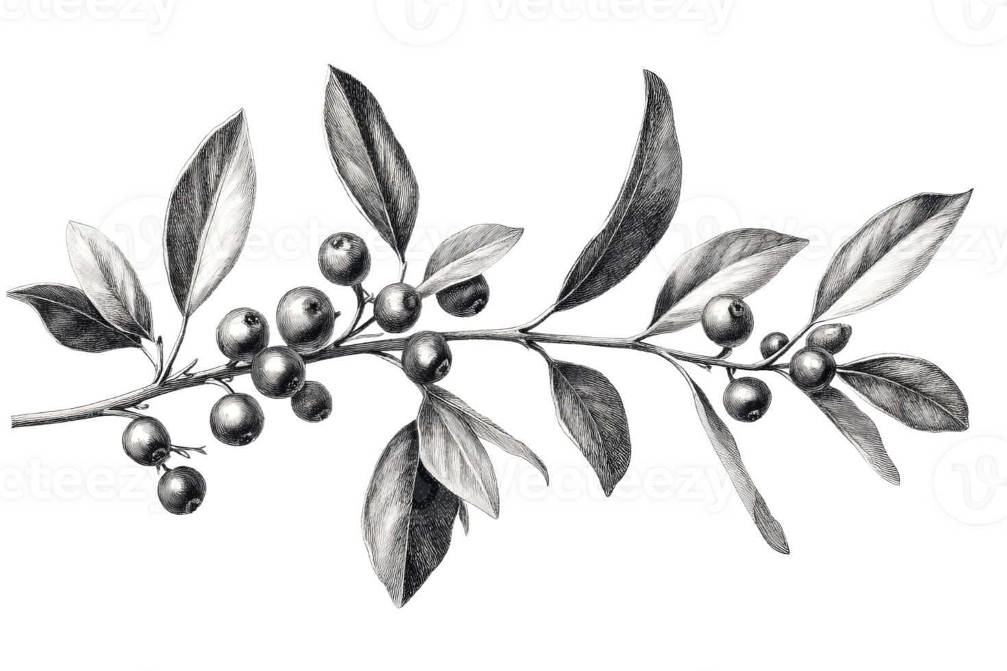 Detailed illustration of a berry laden branch with leaves png
