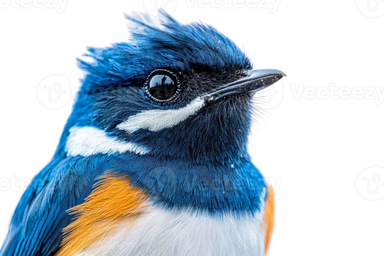 Vibrant bird portrait with sharp features png