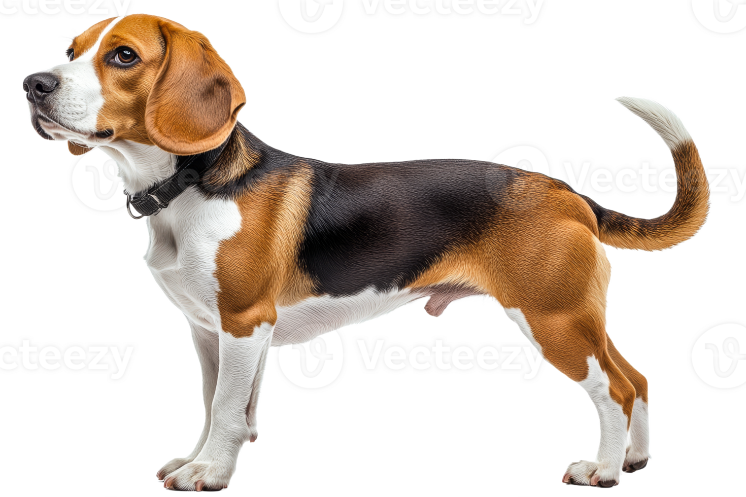 Beagle standing with alert posture on transparent background png