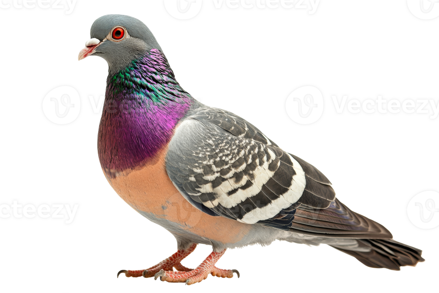 Colorful pigeon standing with vivid plumage on display png