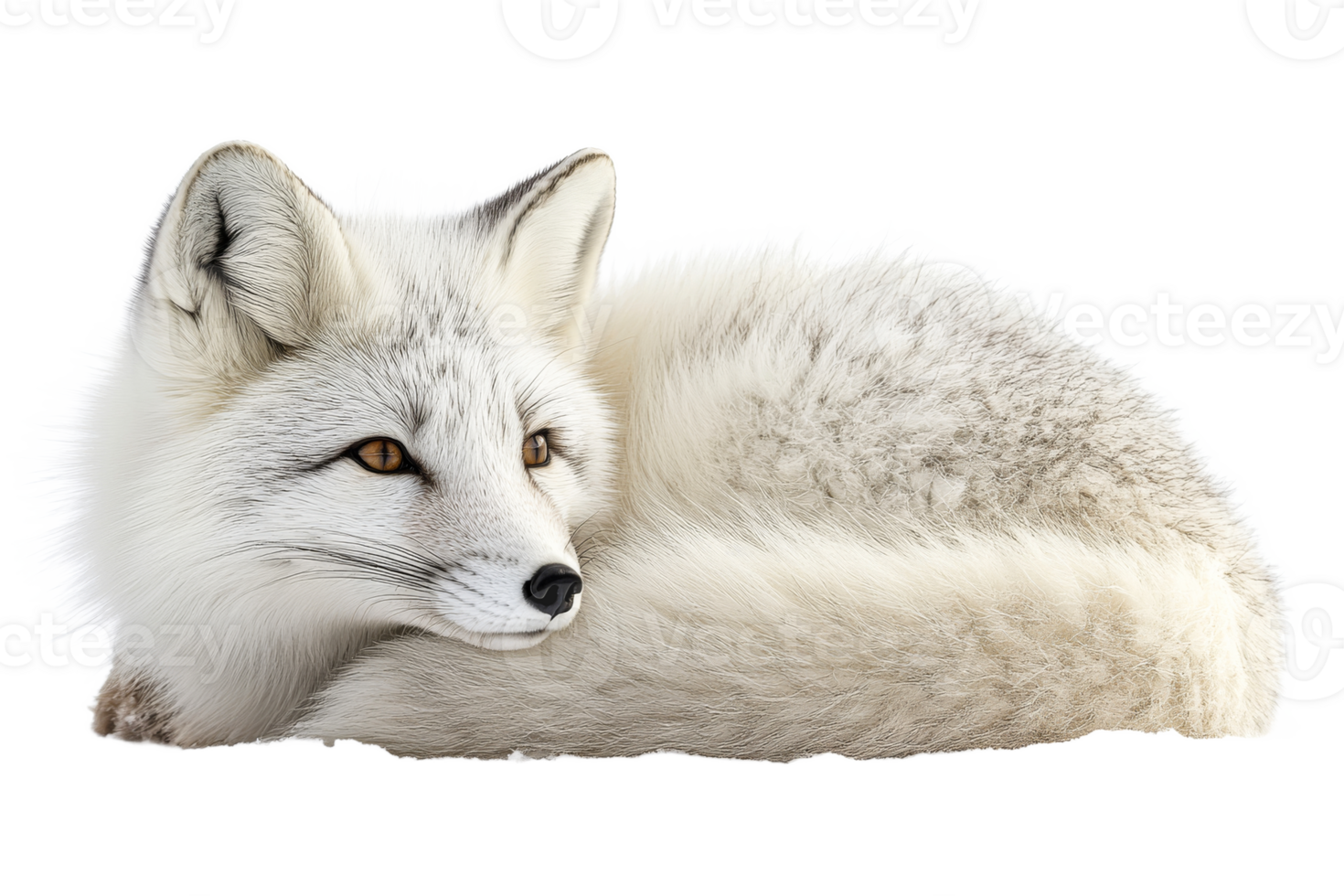 White fox resting peacefully on a soft surface png