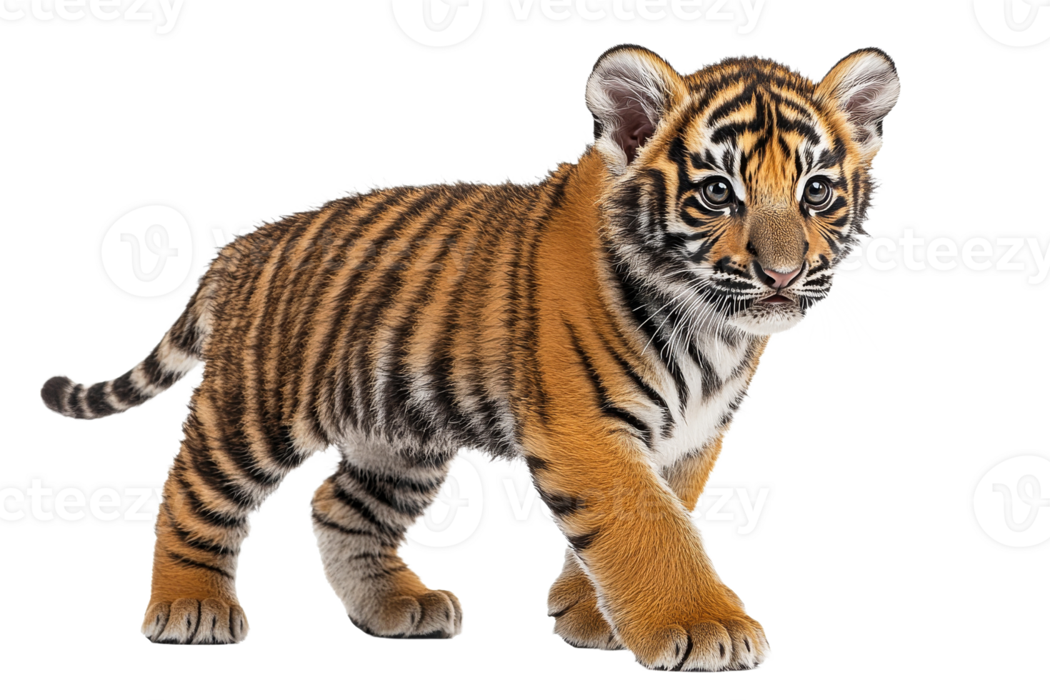 Young tiger cub walking on a transparent background png