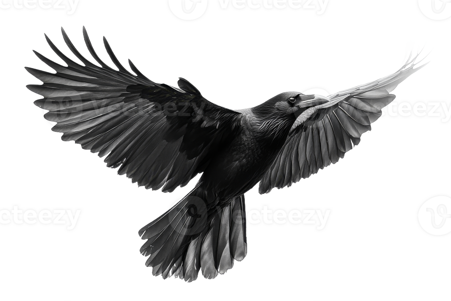 Black bird in mid flight with wings fully extended png
