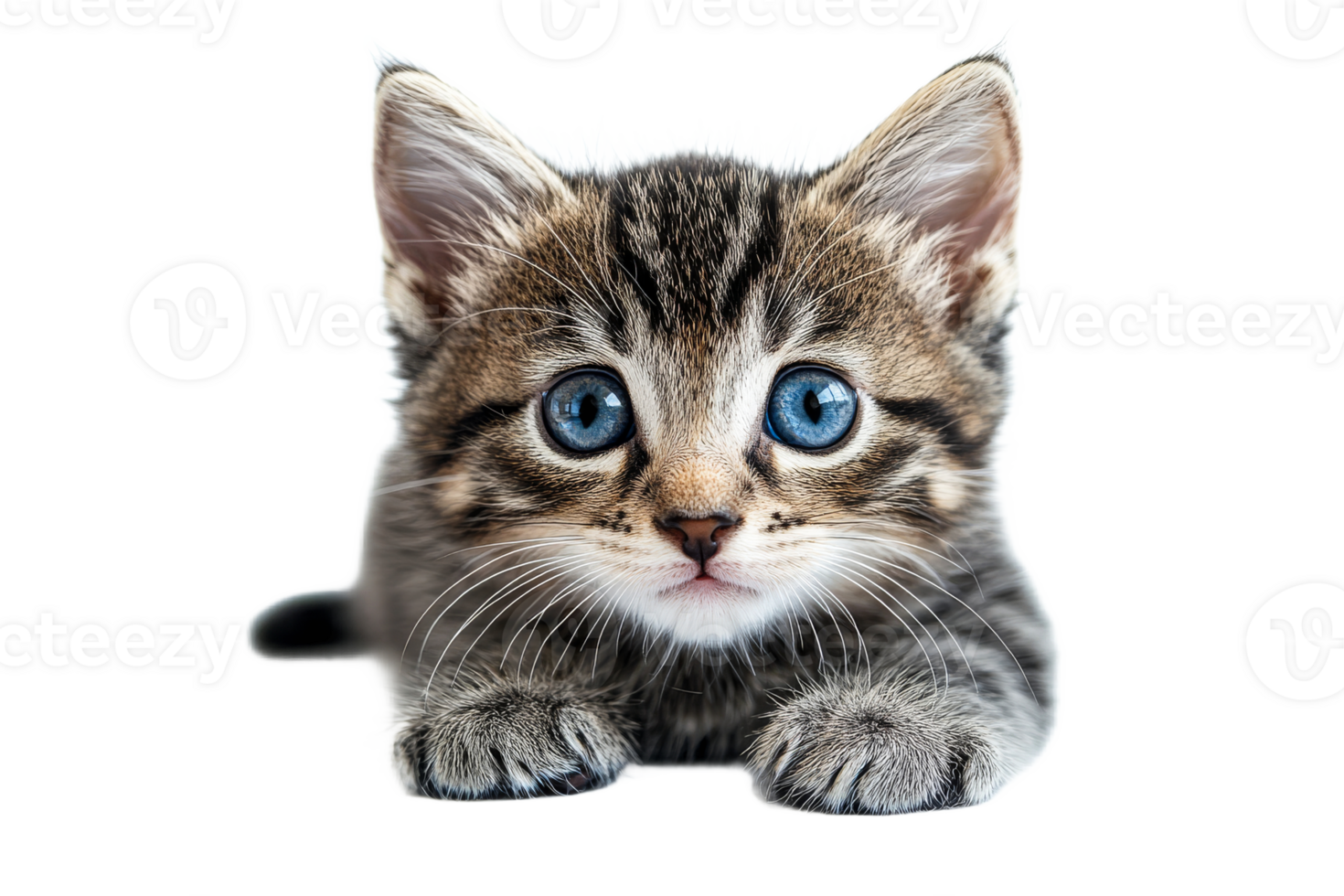 Blue eyed striped kitten on transparent background png