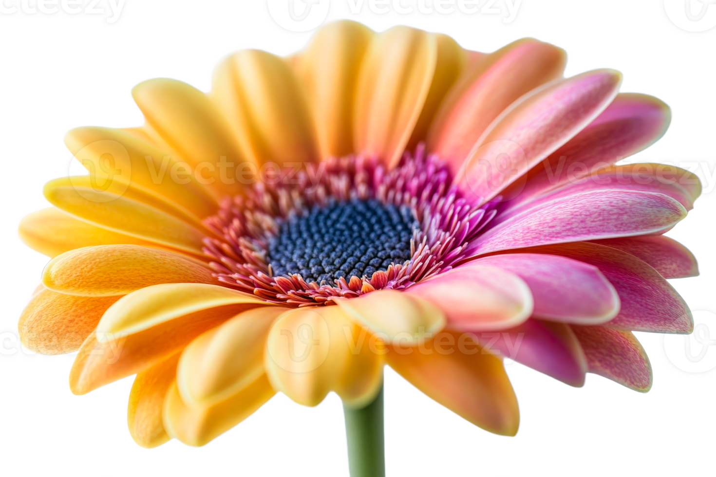 Vibrant flower on transparent background png