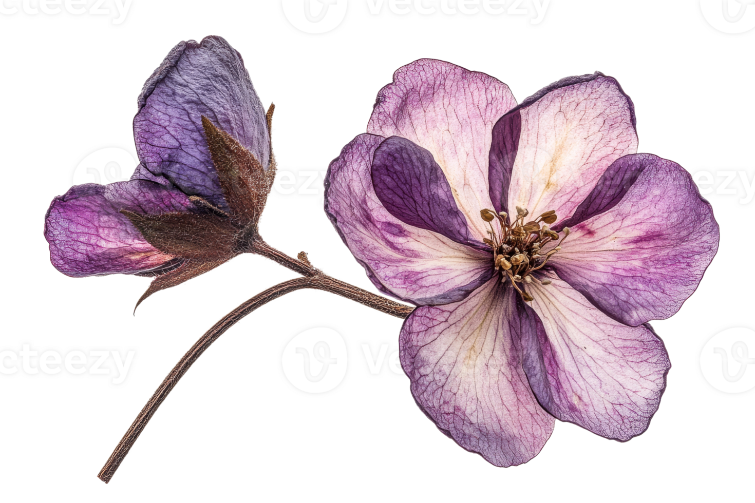 Delicate purple and white flower with transparent background png