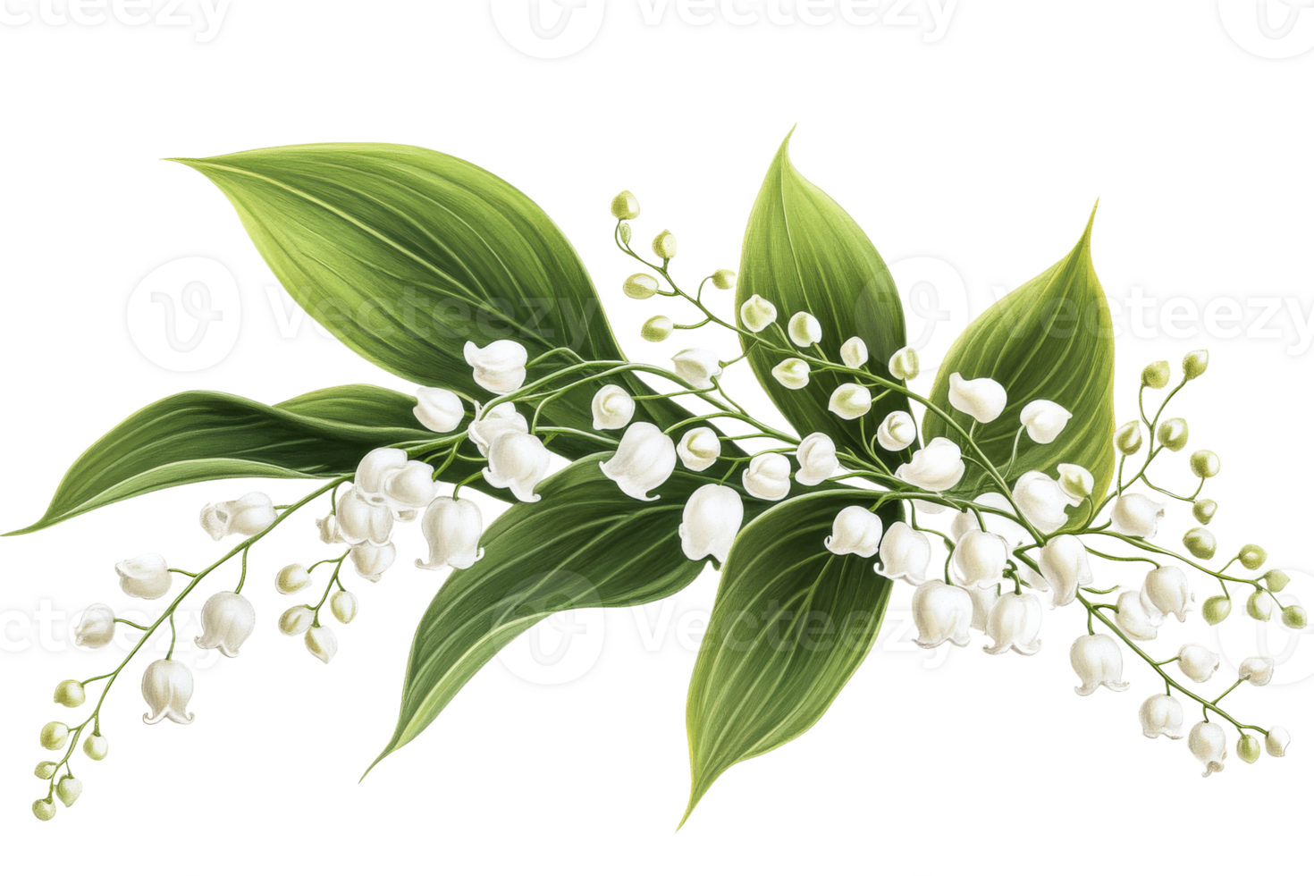 Beautiful bouquet of lily of the valley flowers and leaves png
