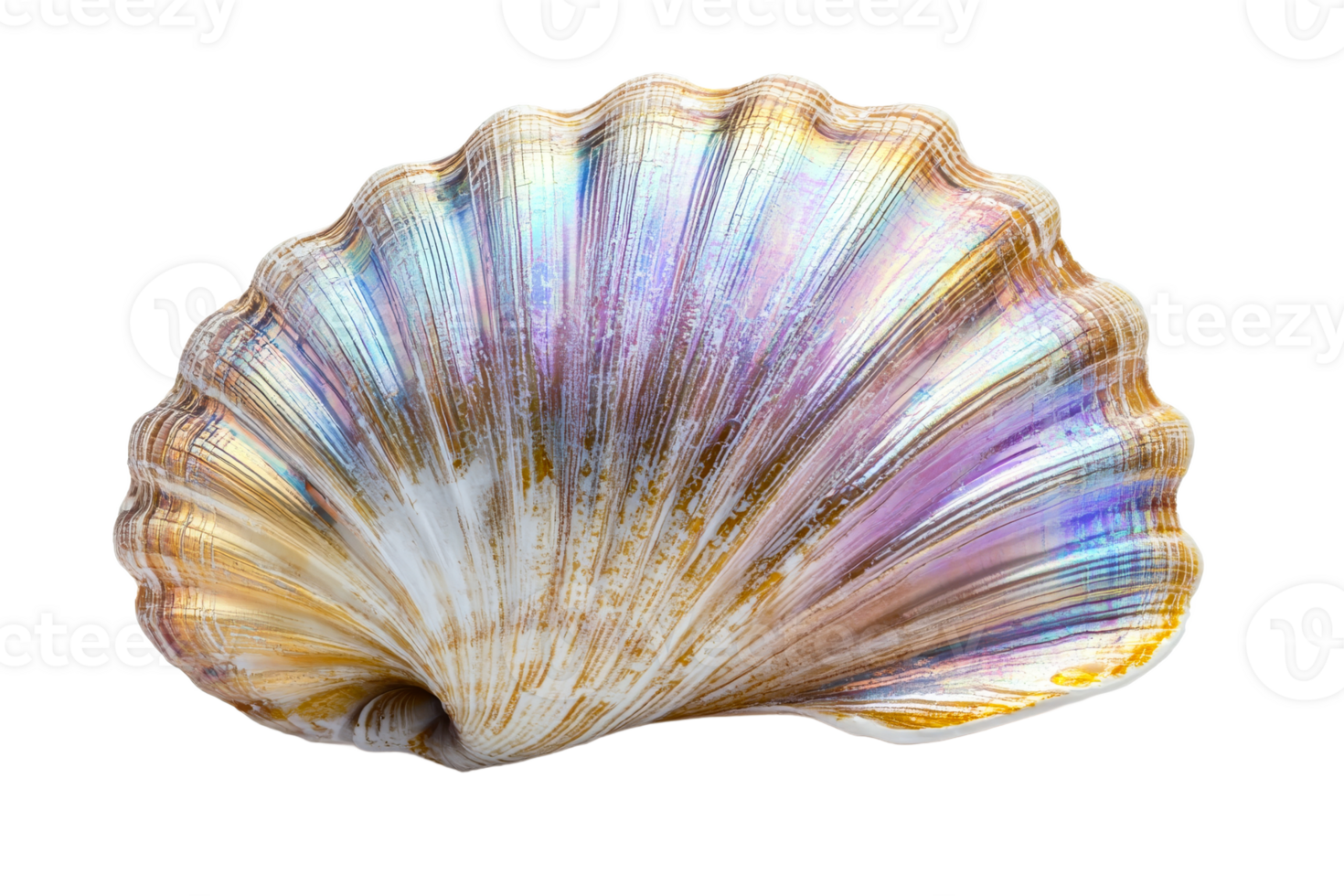 Iridescent seashell on transparent background png