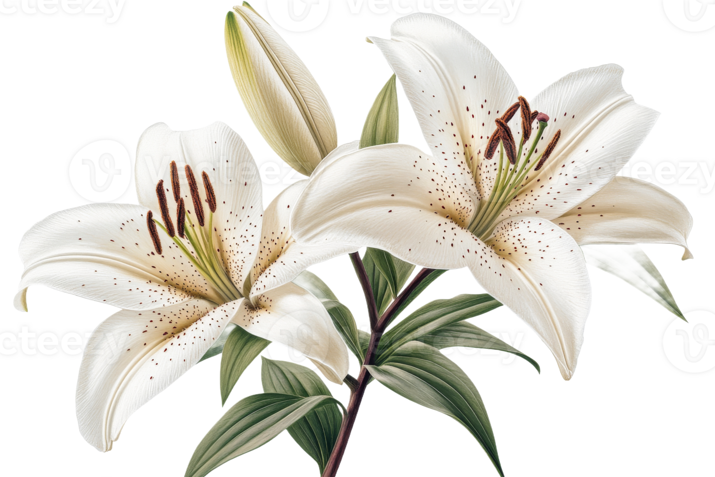 Elegant white lilies blooming with green leaves png