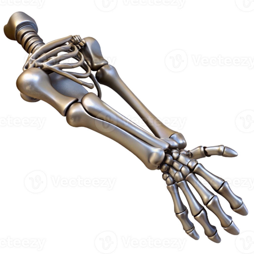 serene minimalist Metallic Skeleton Arm Extended Pose Isolated original png