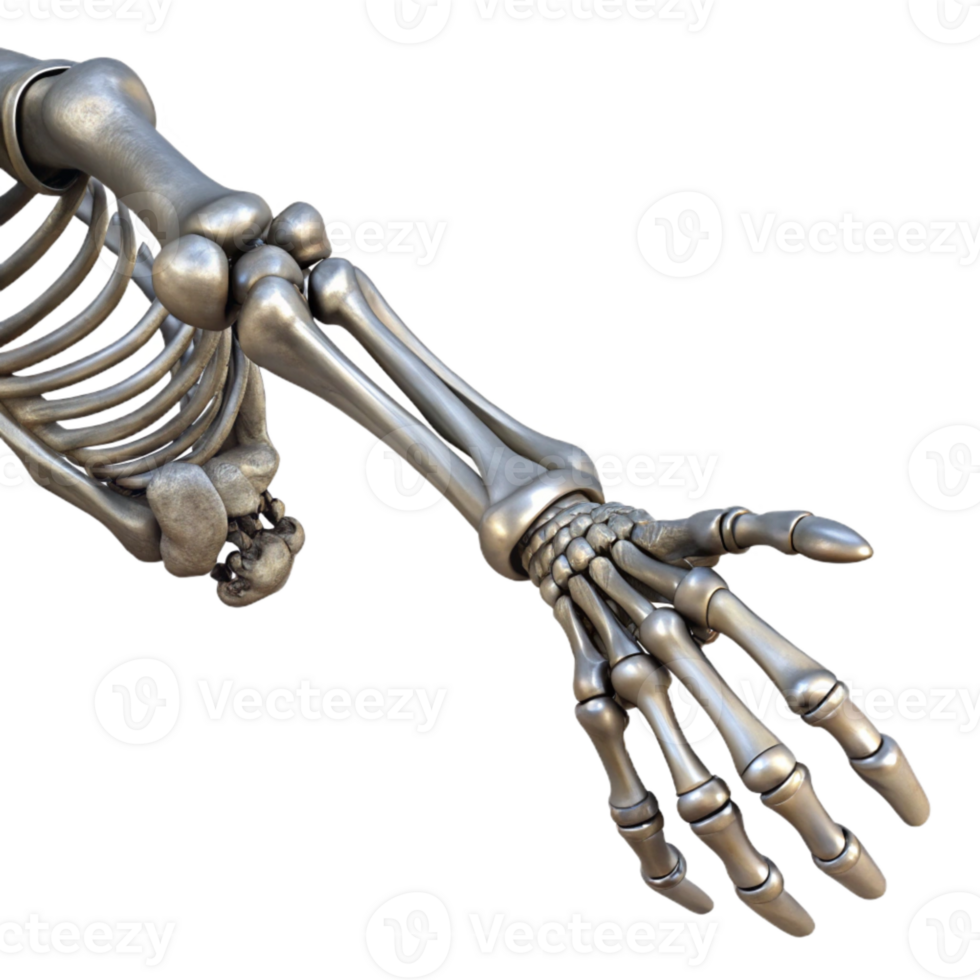 elegant rustic Metallic Skeleton Arm Extended Pose Isolated professional png