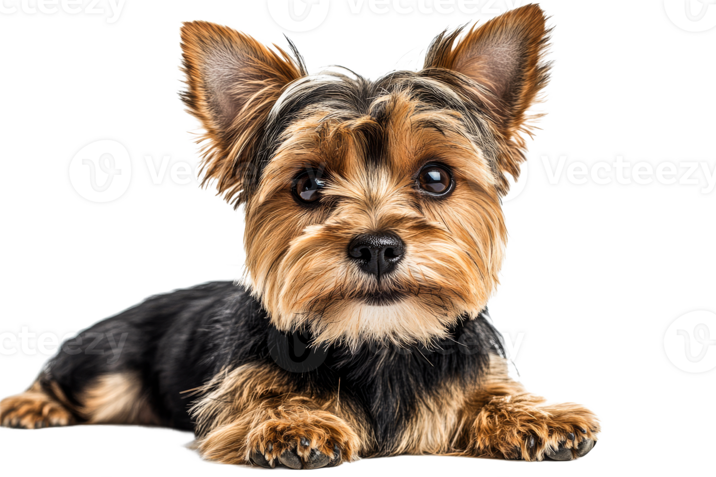 Cute dog resting peacefully on a clean surface png
