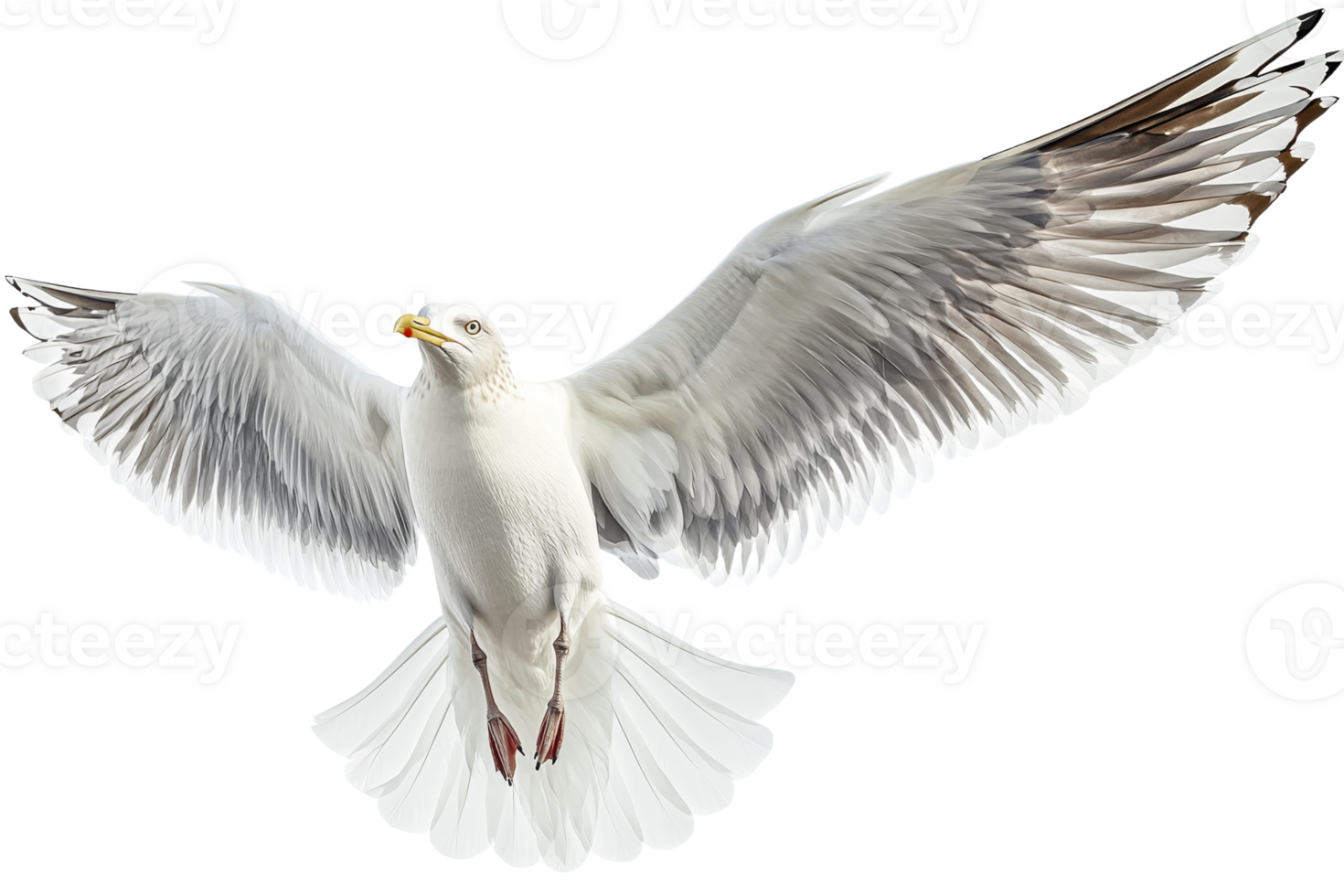 Seagull in flight above the water with wings spread wide png