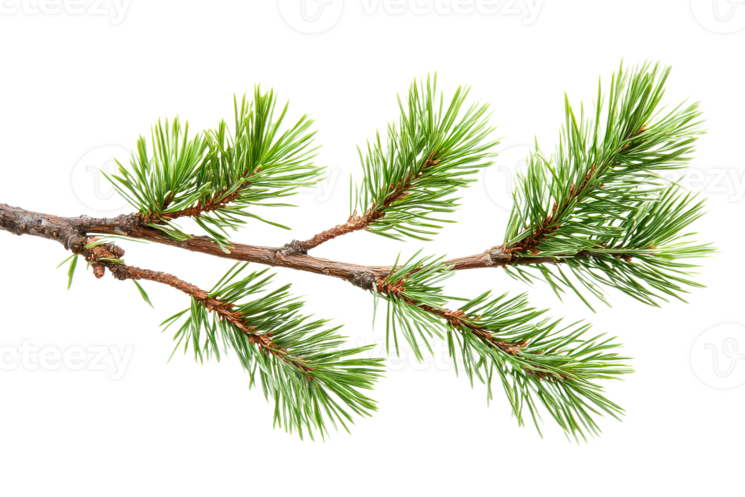 Fresh green pine branch with needles on clear background png
