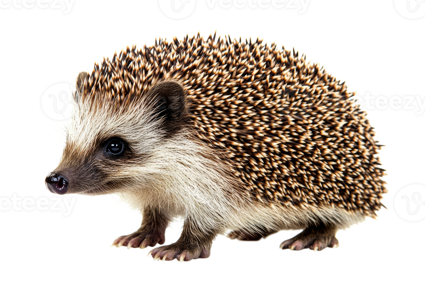 Hedgehog with spiky fur on transparent background png