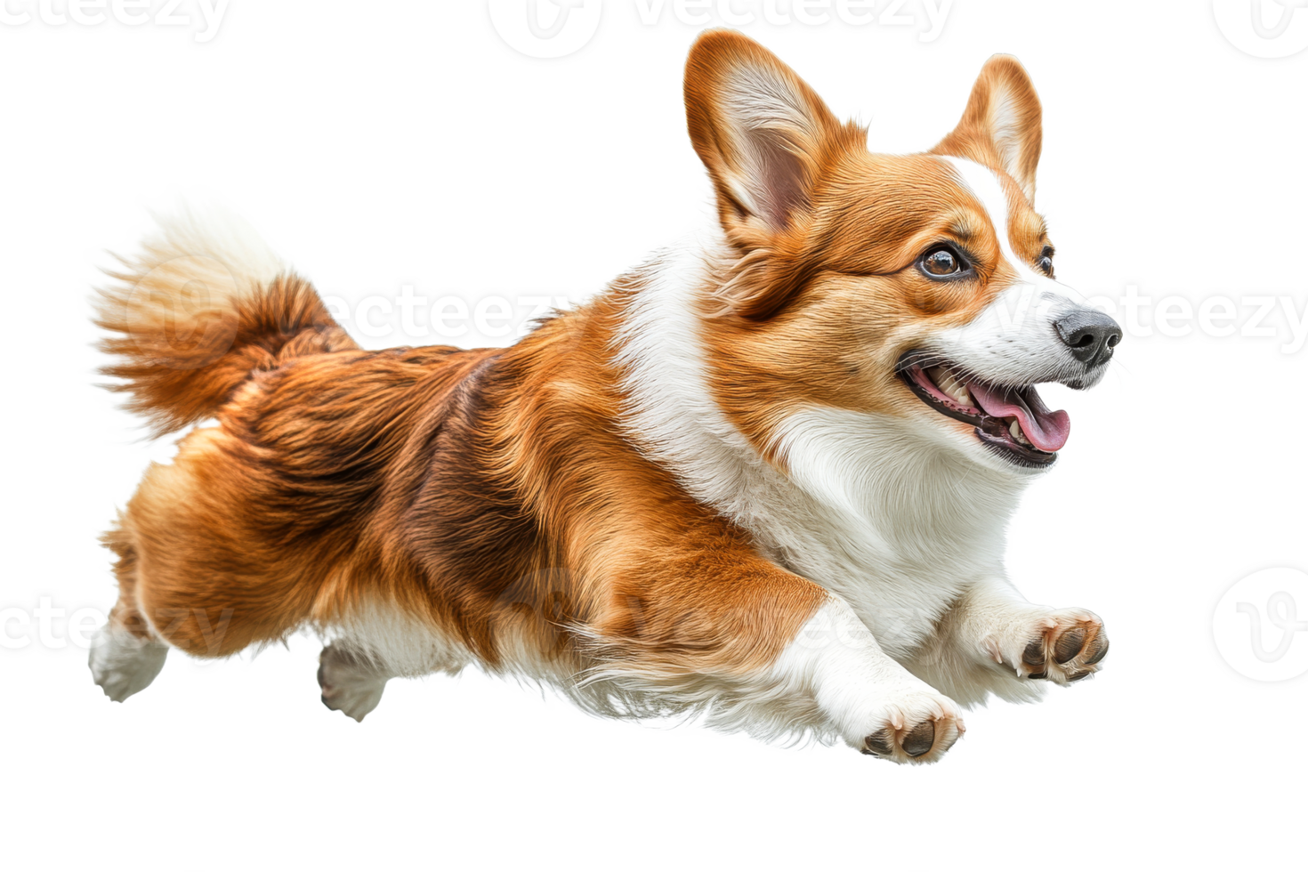 Corgi jumping playfully against a transparent background png