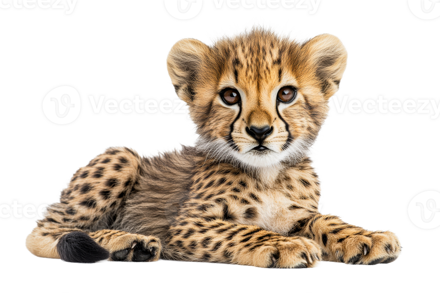 Cheetah cub resting with curiosity and charm png