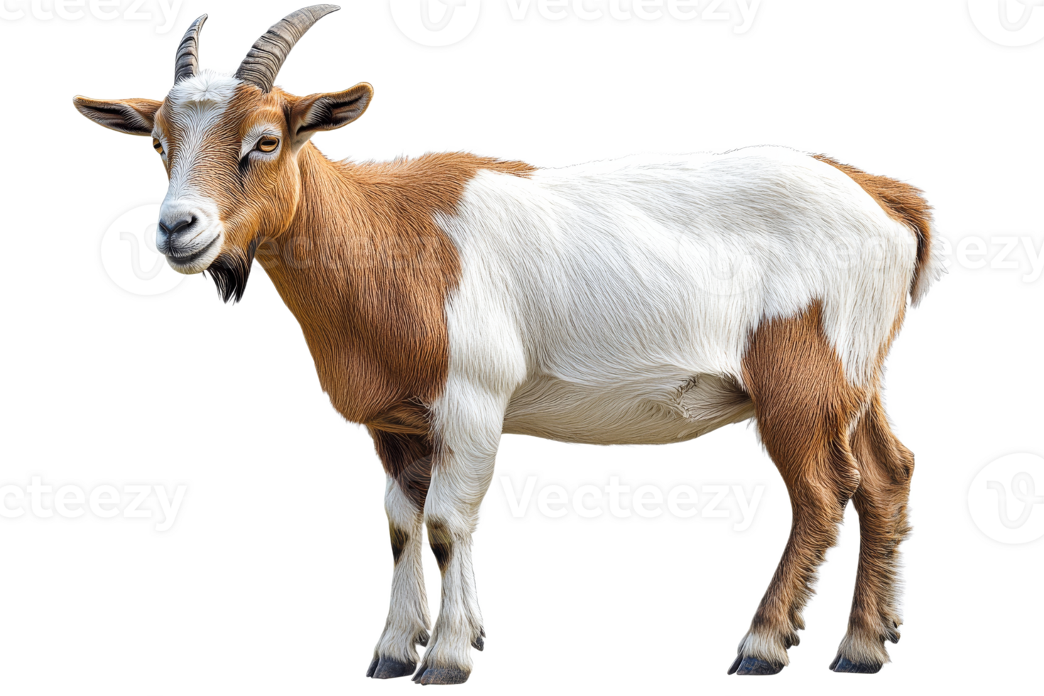 Goat standing on a transparent background with unique coat png