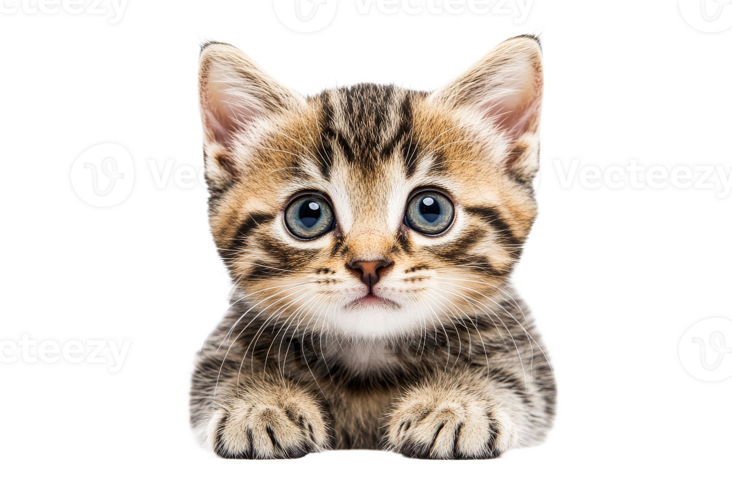 Cute tabby kitten with striking blue eyes resting calmly png
