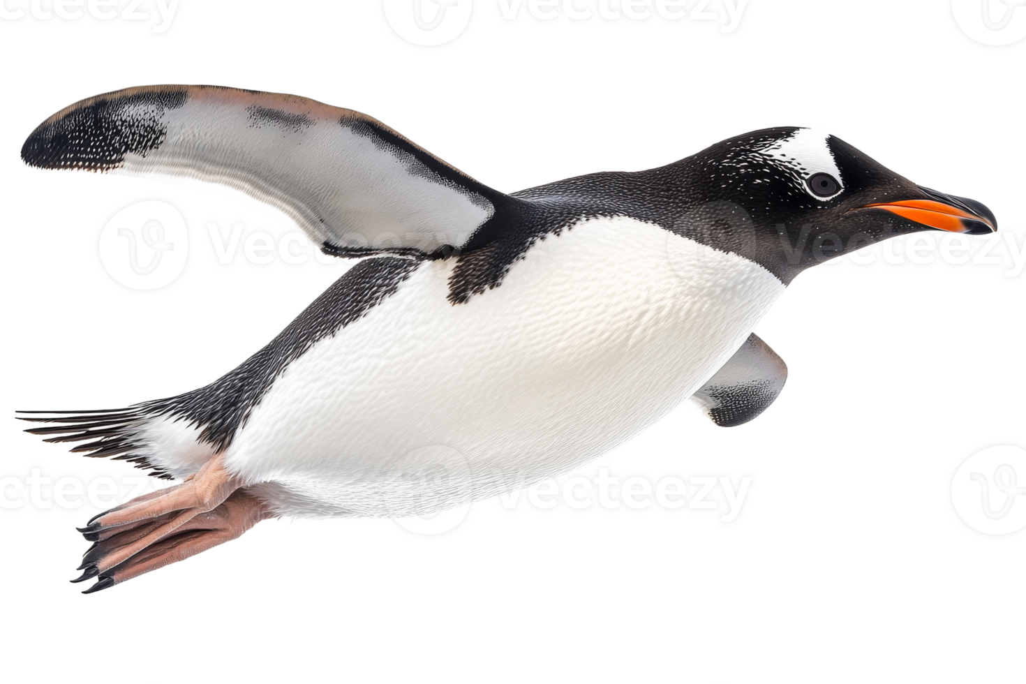Flying gentoo penguin with transparent background png
