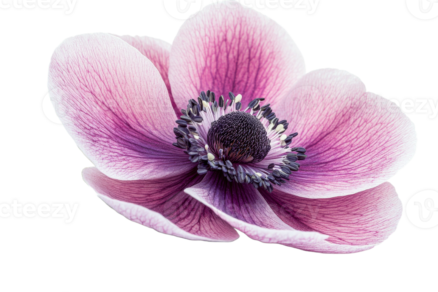 Beautiful pink anemone flower with intricate details png