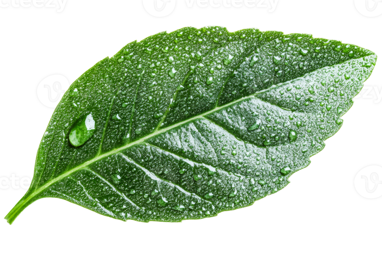 Fresh green leaf with droplets on transparent background png