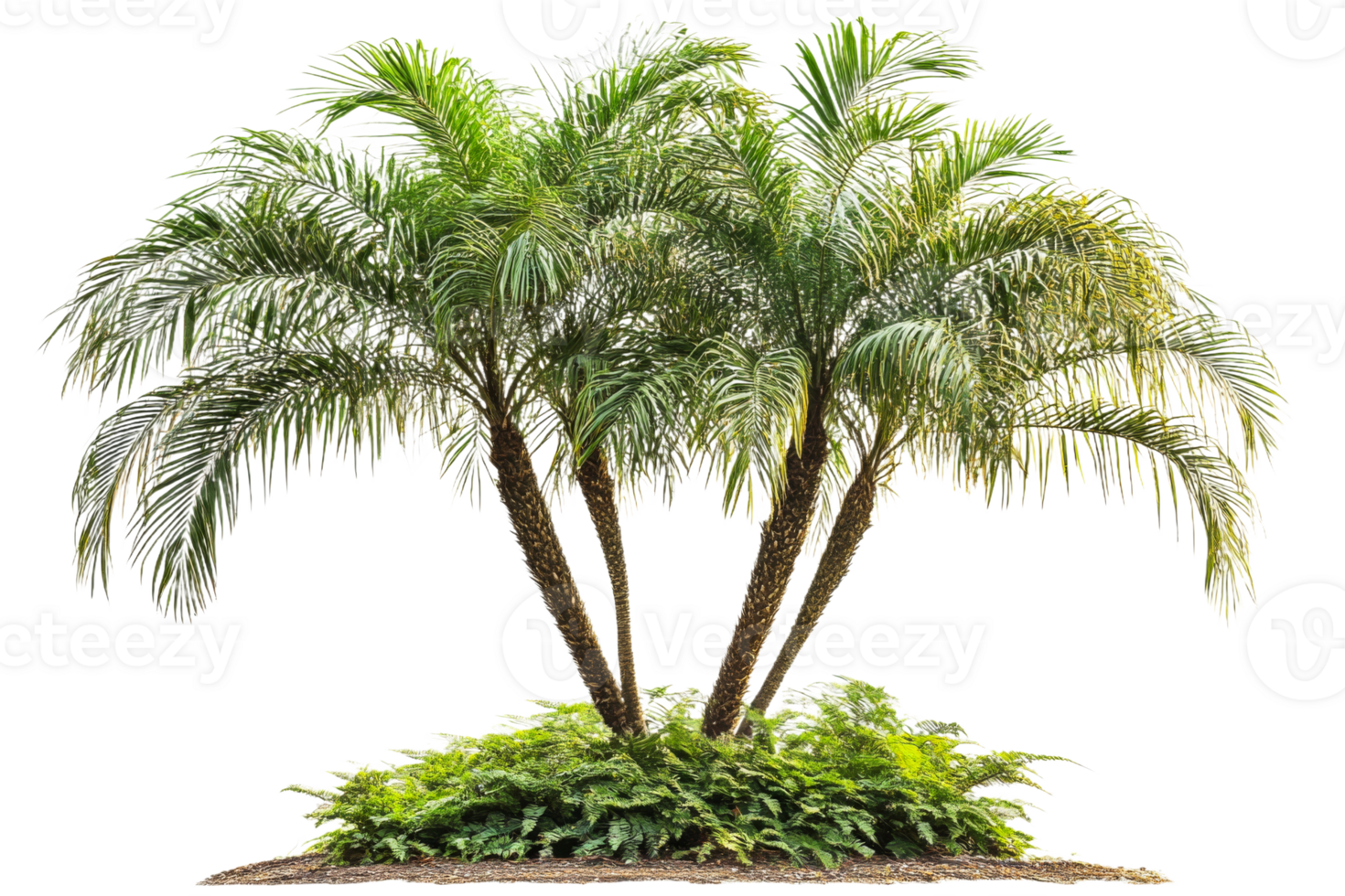 Lush palm trees thriving with vibrant foliage png