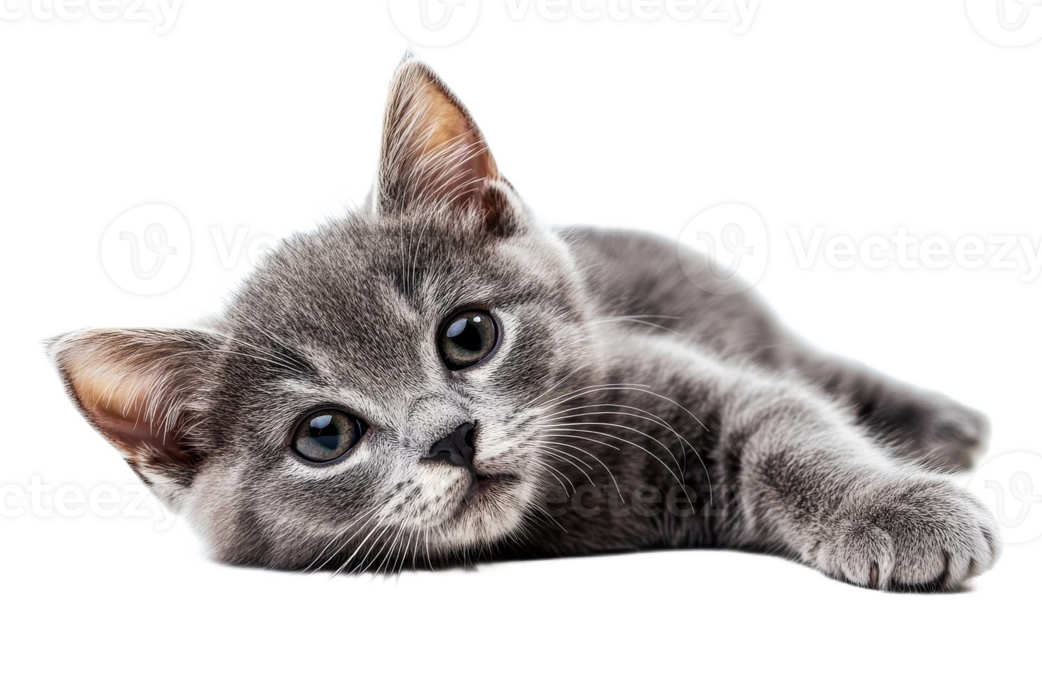 Gray kitten resting on a soft surface with a relaxed pose png