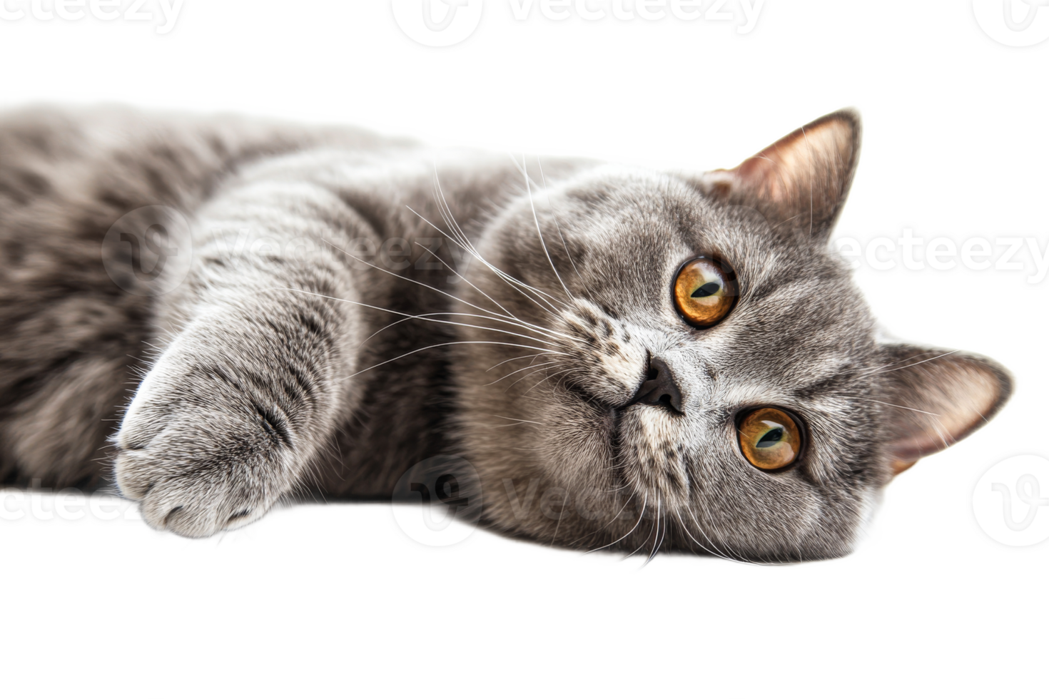 Gray cat relaxing on a soft surface with curious eyes png