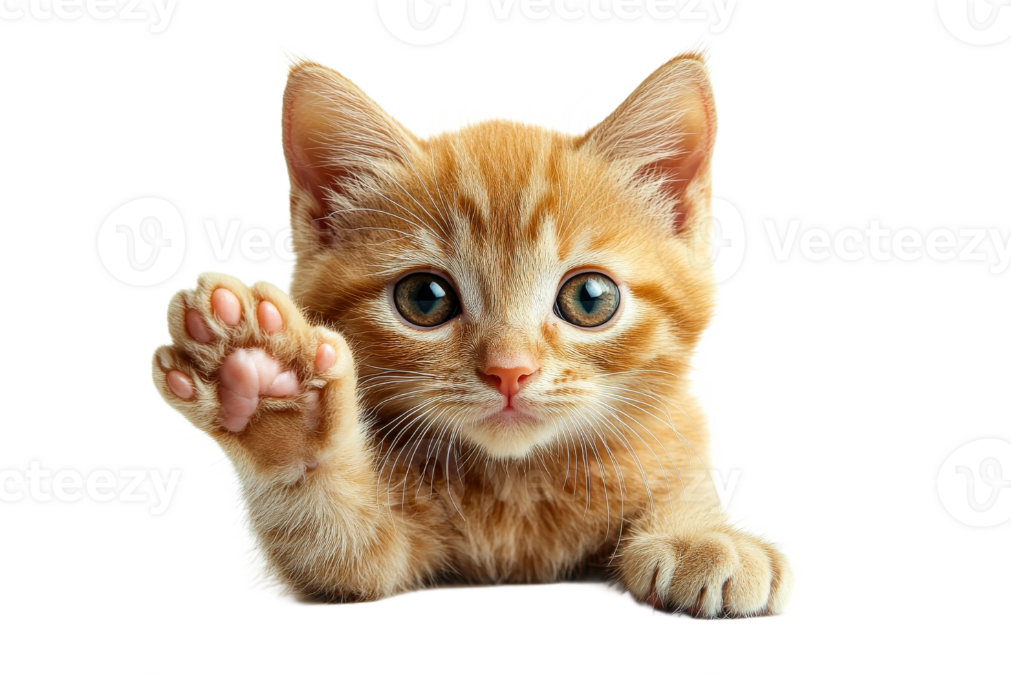 Cute orange tabby kitten waving with curious expression png
