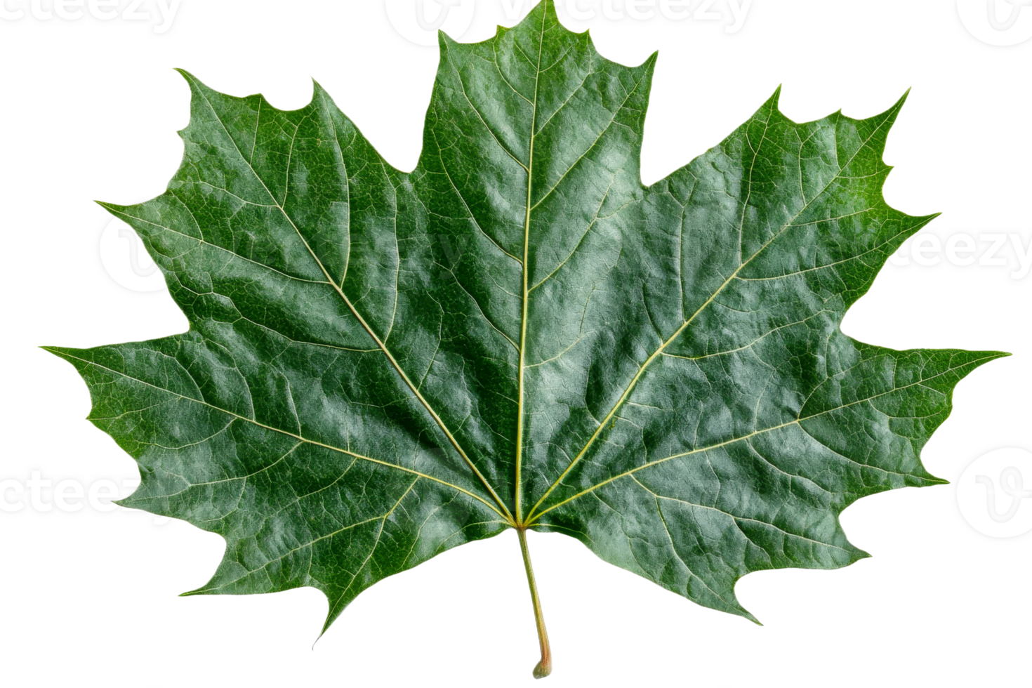 Green maple leaf with detailed texture and shape png