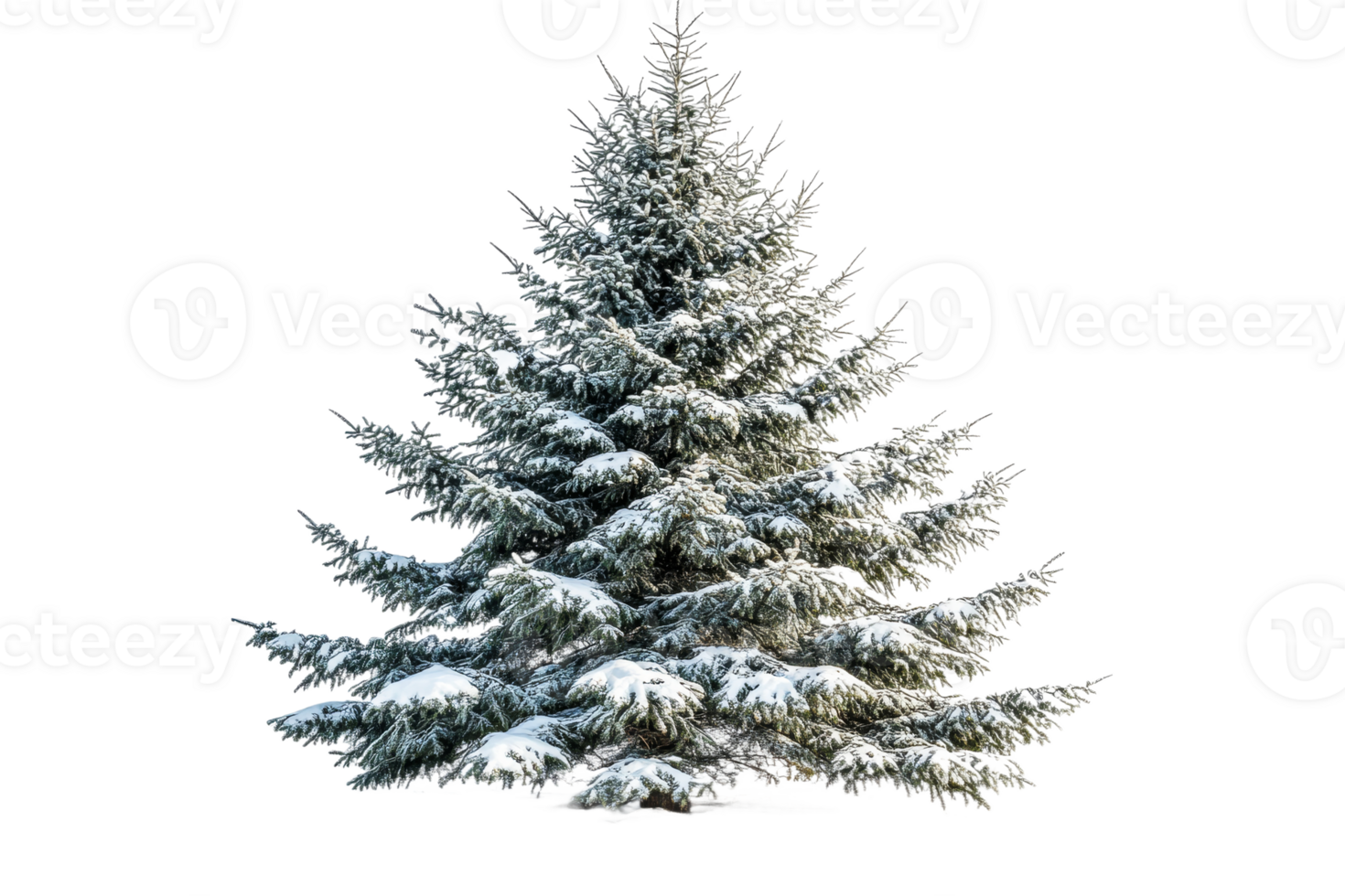Snow covered evergreen tree with a transparent background png