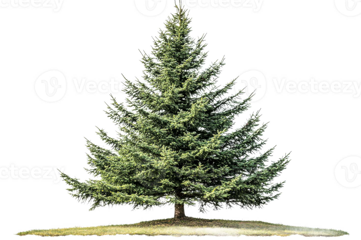 Lush evergreen tree with a transparent background png