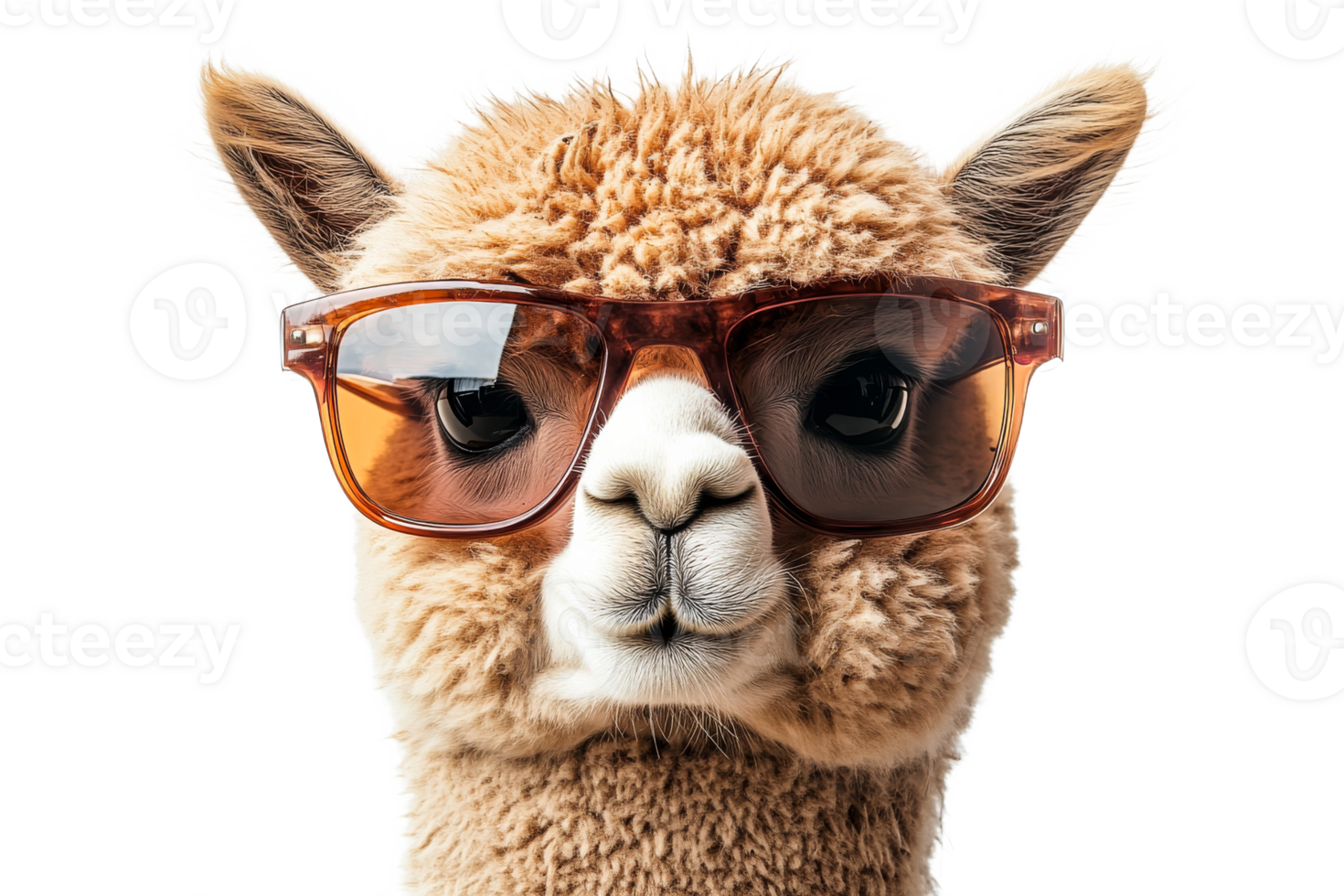Alpaca wearing sunglasses enjoys a sunny day outdoors png