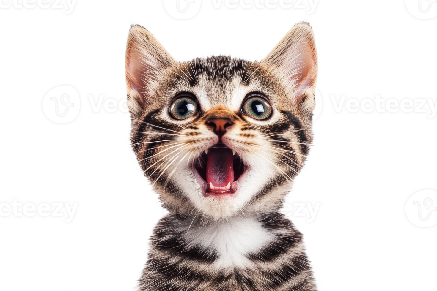 Curious kitten with wide open mouth and bright eyes png