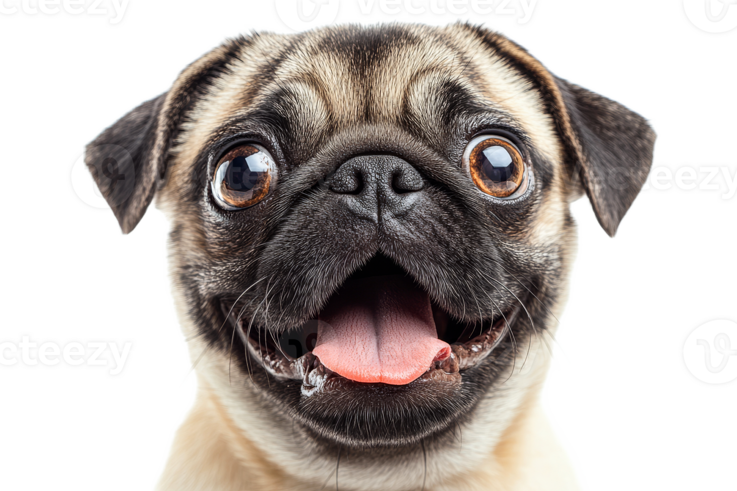 Happy pug with large eyes and a joyful expression png