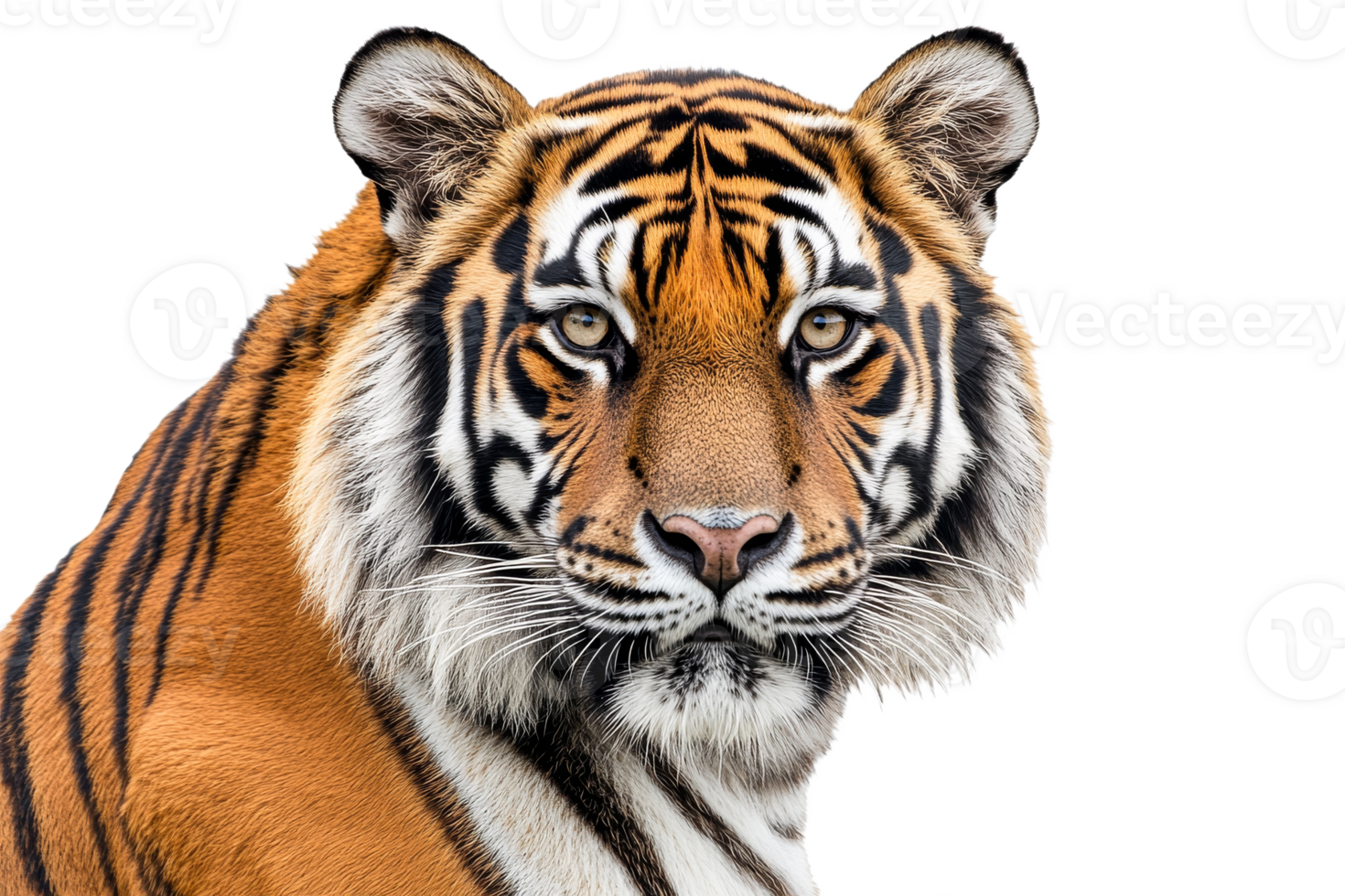 Majestic tiger portrait with striking features and gaze png