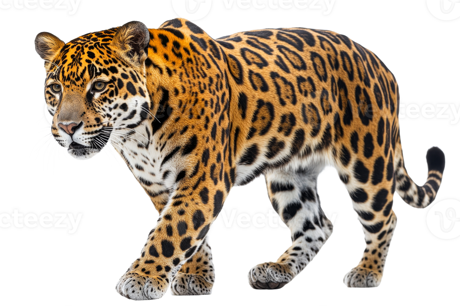 Striking jaguar prowling with elegance in natural habitat png