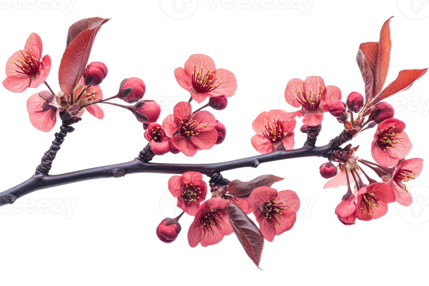 Pink cherry blossom branch on clear background png