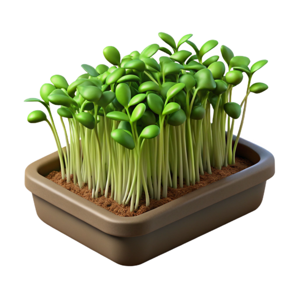 impressive contemporary Microgreens in Growing Tray Transparent Background high resolution png